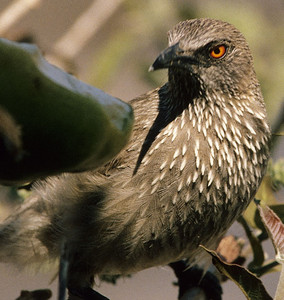 Arrowmarked Babbler