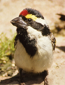 Pied Barbet