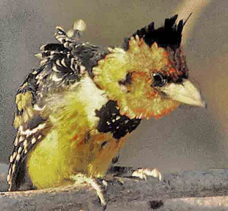 Crested Barbet