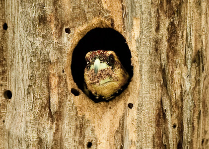 Crested Barbet