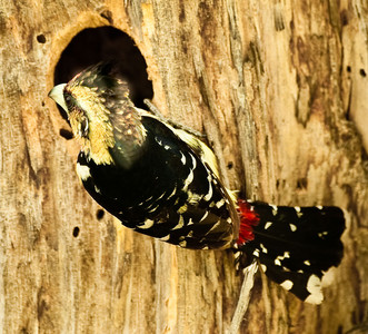 Crested Barbet