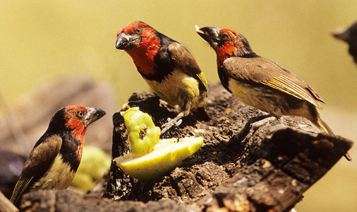 Blackcollared Barbet