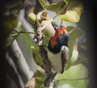 Blackcollared Barbet 2011