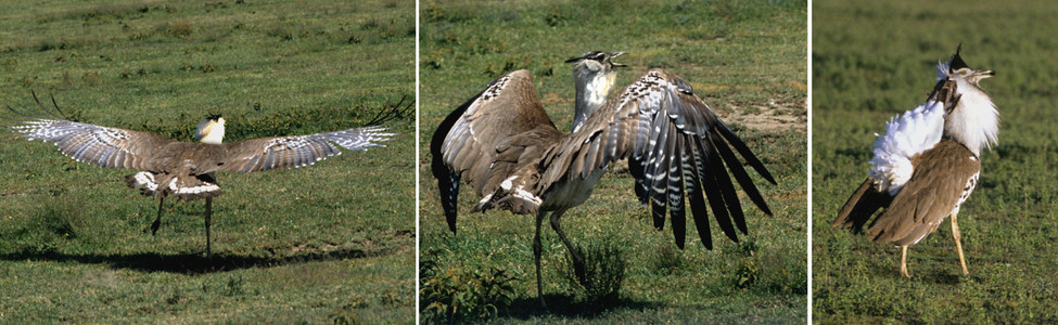 Kori Bustard (95)