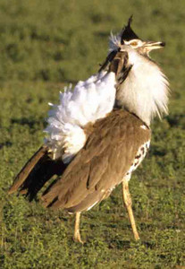 Kori Bustard