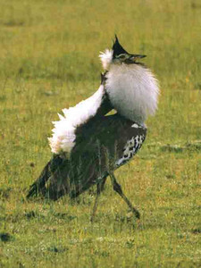 Kori Bustard