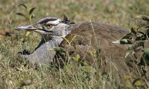 Kori Bustard