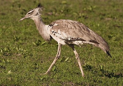 Kori Bustard