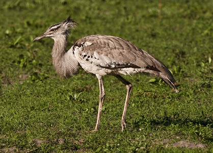 Kori Bustard