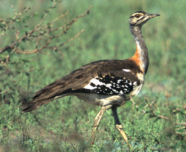 Stanley Bustard