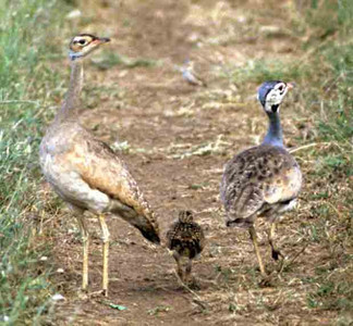 Whitebellied Bustard