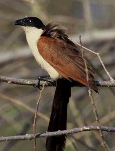 Senegal Coucal