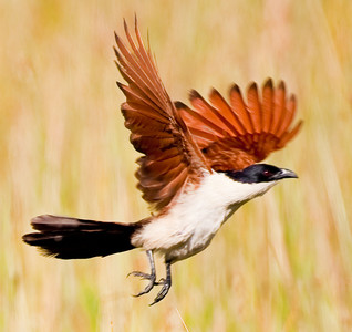 Senegal Coucal