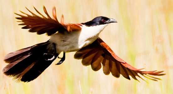 Senegal Coucal