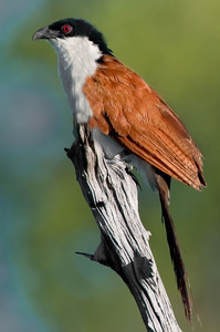 Senegal Coucal