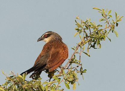 Copperytailed Coucal