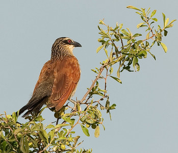 Copperytailed Coucal