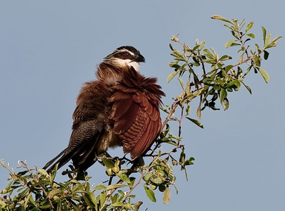 Copperytailed Coucal