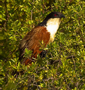 Copperytailed Coucal