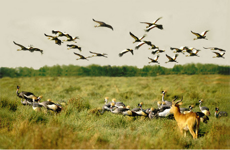 Crowned Cranes