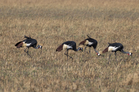 Crowned Crane