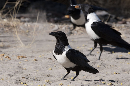 Pied Crow 1