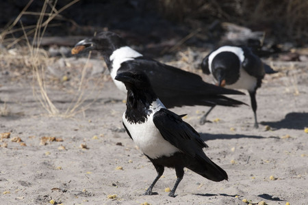 Pied Crow 2