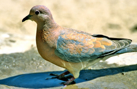 Laughing Dove