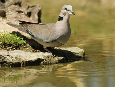 Ringnecked Dove