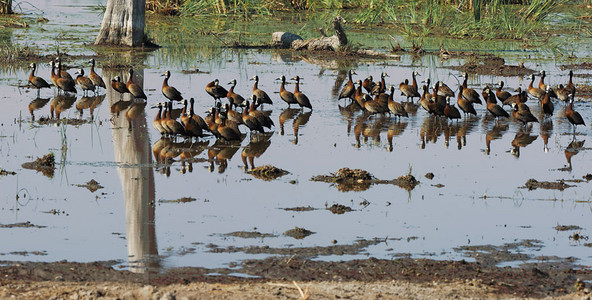 Whitefaced Duck flock