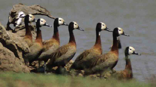 Whitefaced Ducks