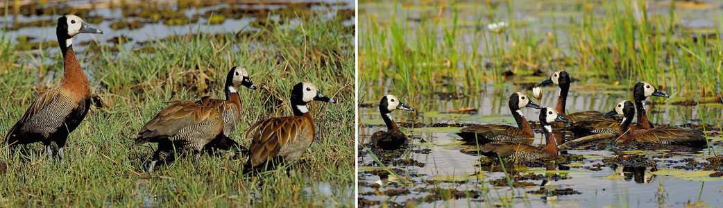 Whitefaced Ducks-Double image