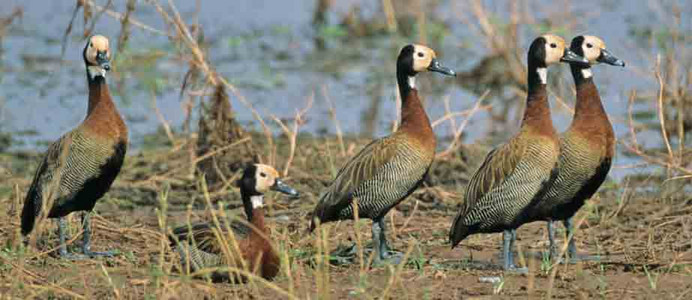 Whitefaced Ducks