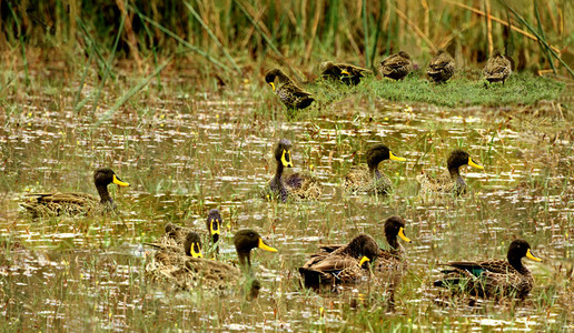 Yellowbilled Ducks