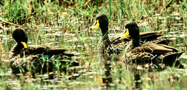 Yellowbilled Ducks