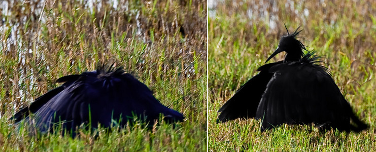 Black Egret