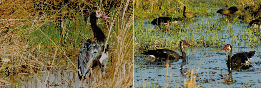 Spur-Winged Goose