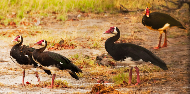 Spurwinged Geese
