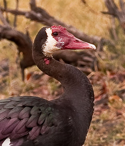 Spurwinged Goose