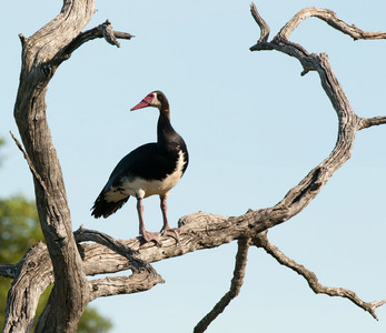 Spurwinged Goose