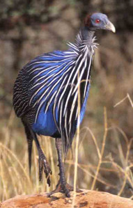 Vulturine Guineafowl