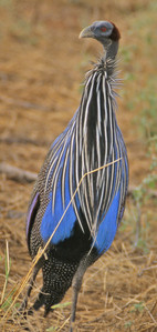 Vulturine Guineafowl-Posterior View