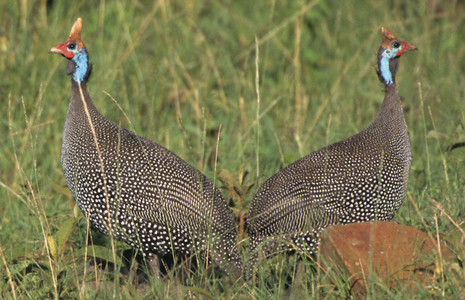 Helmeted Guineafowl