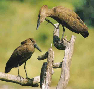 Hammerkopf-Pair
