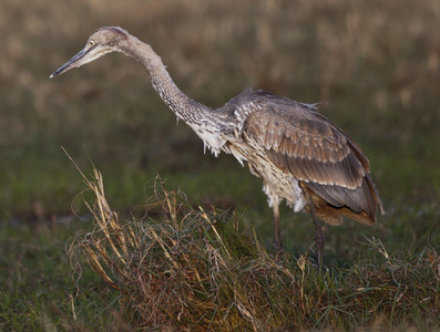 Gray Heron