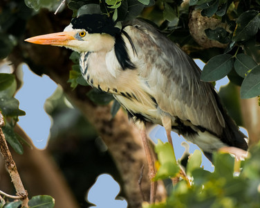 Blackcrested Nightheron