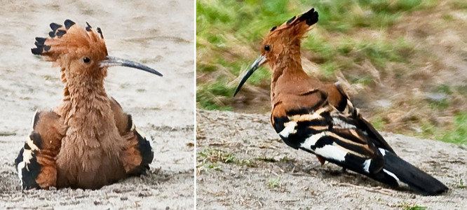 African Hoopoe