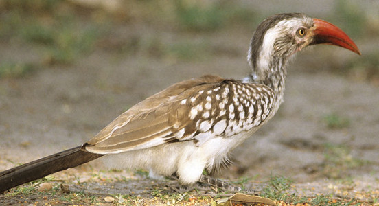 Redbilled Hornbill.