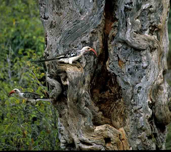 Redbilled Hornbill