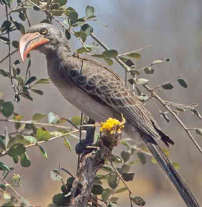 Bradfield's Hornbill